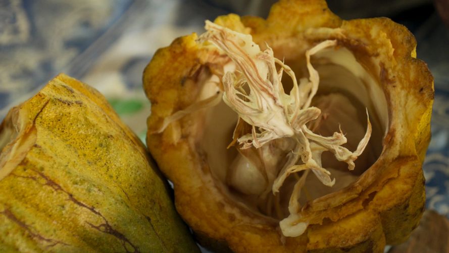  La música del cacao 